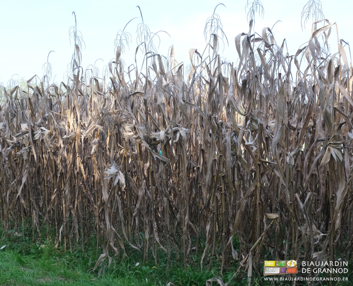 photo du op corn où on distinguie à peine Mickaël