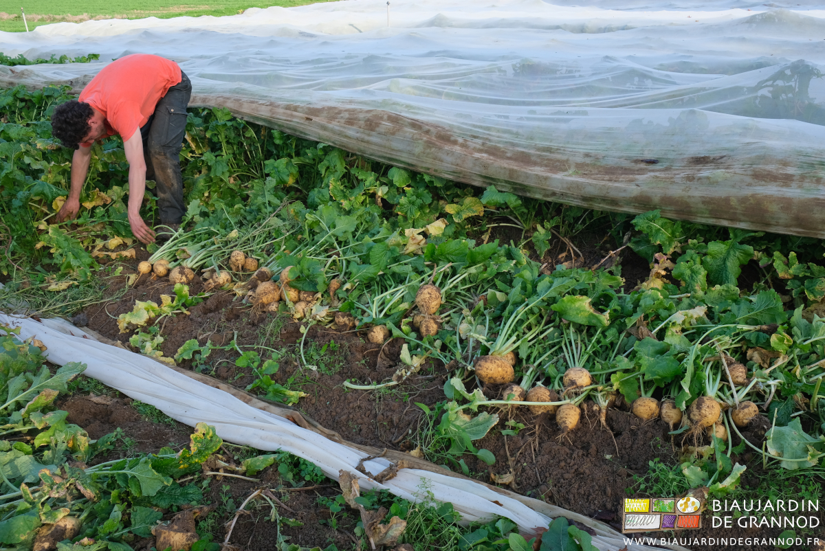 photo de navet boule d'or arraché aligné avant parage et mise en caisse