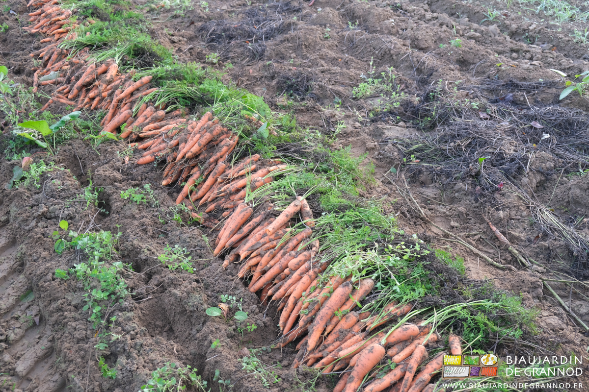 photo de carottes sorties de terre, alignées en attente d’effeuillage et mise en caisse manuels