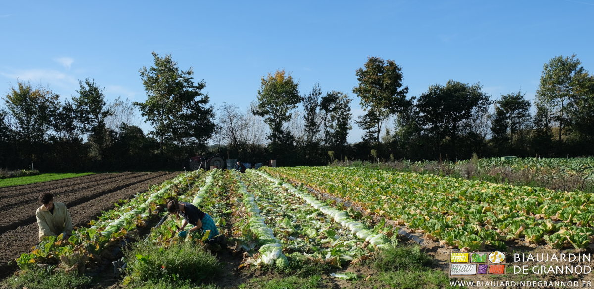 photo du carré de chou de chine coupés et alignés avant parage et mise en cagette