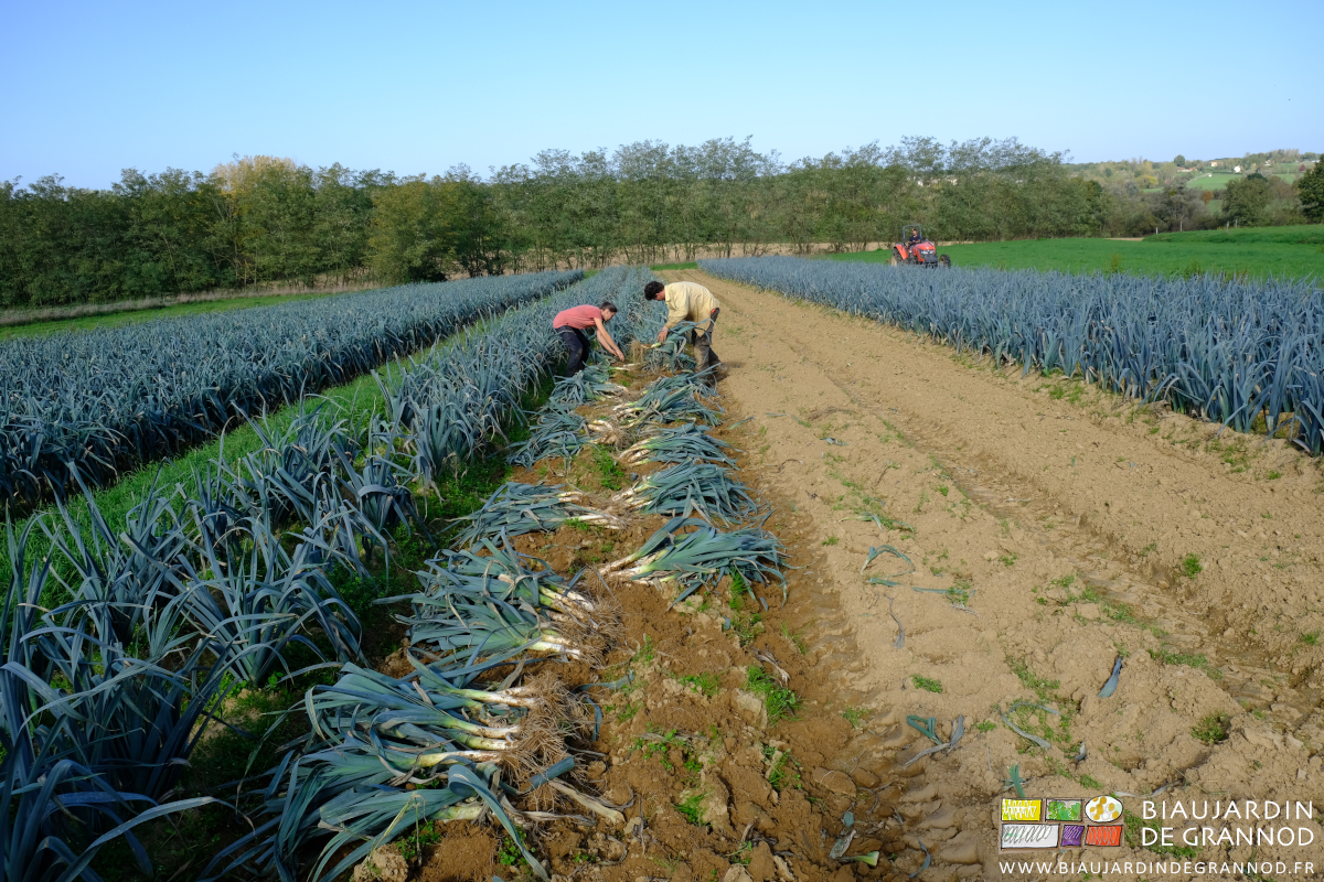 vue sous ciel bleu de la récolte manuelle du poireau précédemment soulevés avec la lame