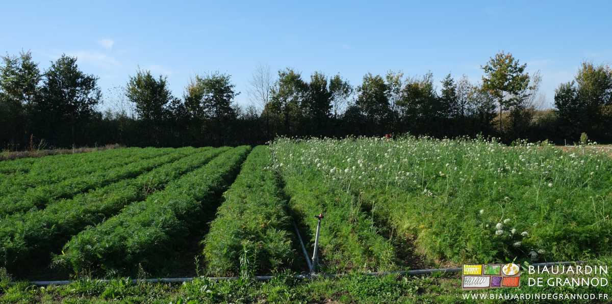photo de planches avec nombreuses carottes montées en fleur joignant d'autres sans ce problème