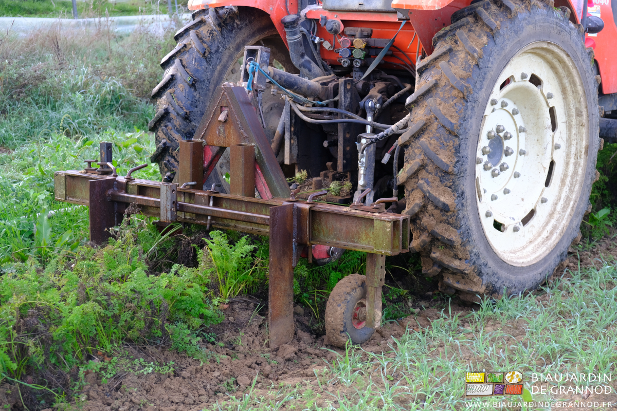 photo de la planche de carotte remontée de quelques centimètres pour faciliter l'rrachage des rangs