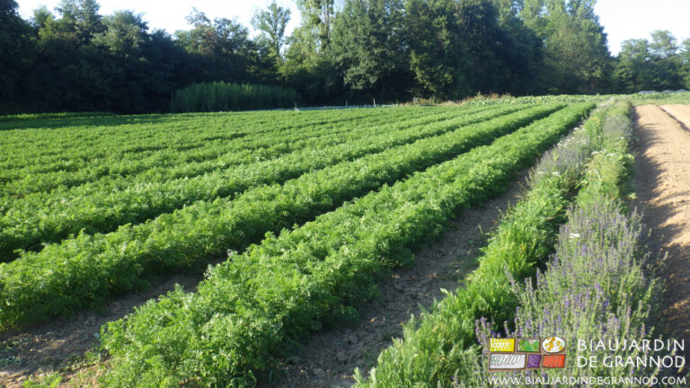 photo d'un carré de carotte en pleine végétation et sans adventice, longé d’une bande fleurie