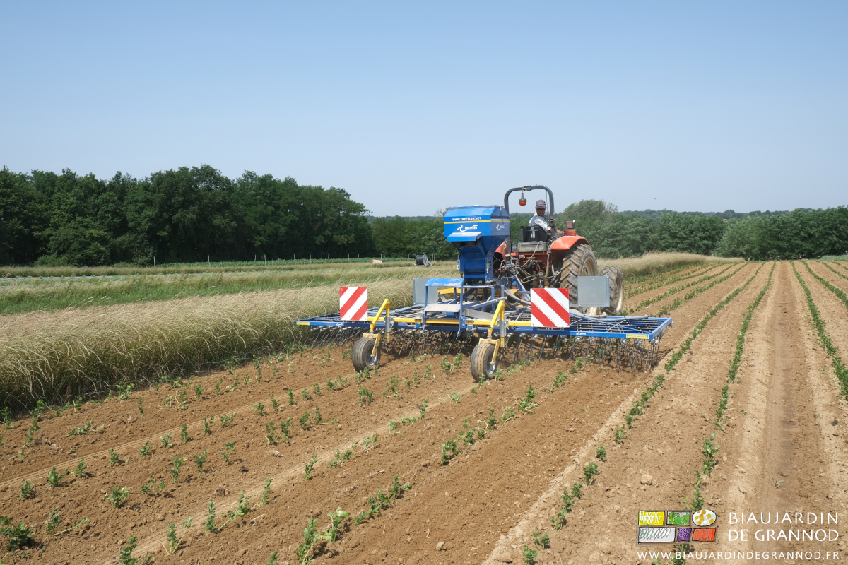 photo de Matthieu binant seul avec l'étrille souple par 3 planches de céleri