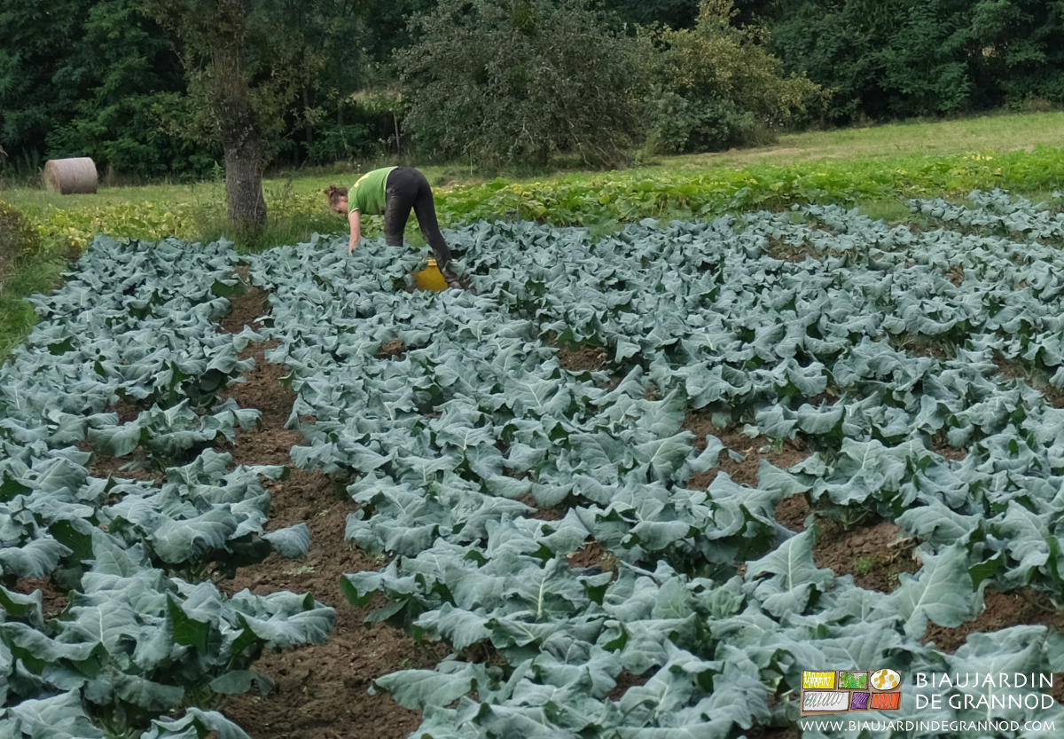 photo de Salya penchée sur les brocolis pour arracher manuellement quelques herbes restantes