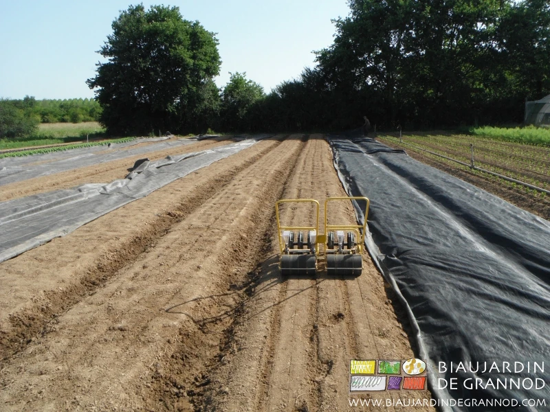 photo du semis de carotte sur planches occultées avant repose des toiles