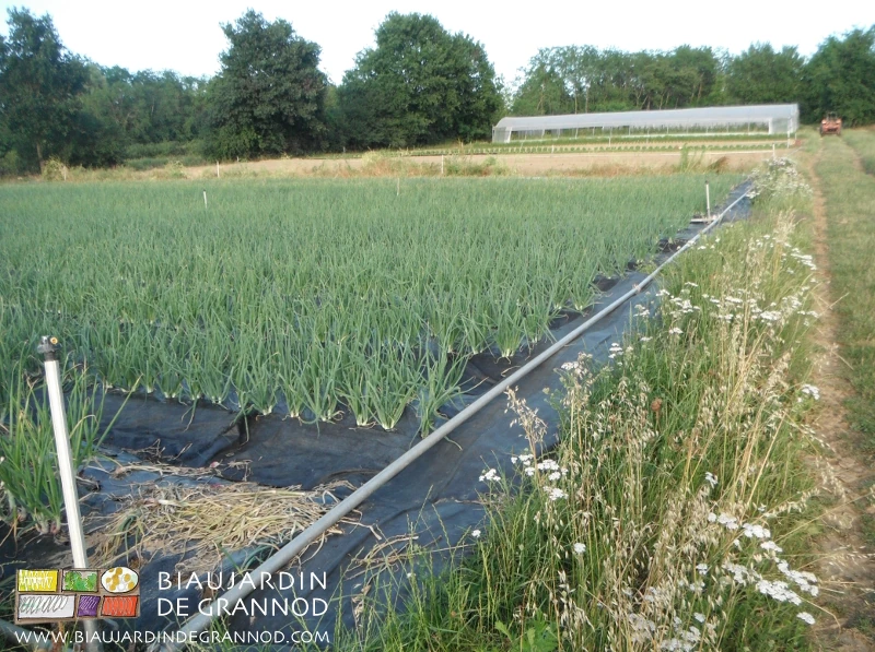photo d'un carré d'oignon sur film noir longé au bout par une bande laissée fleurie