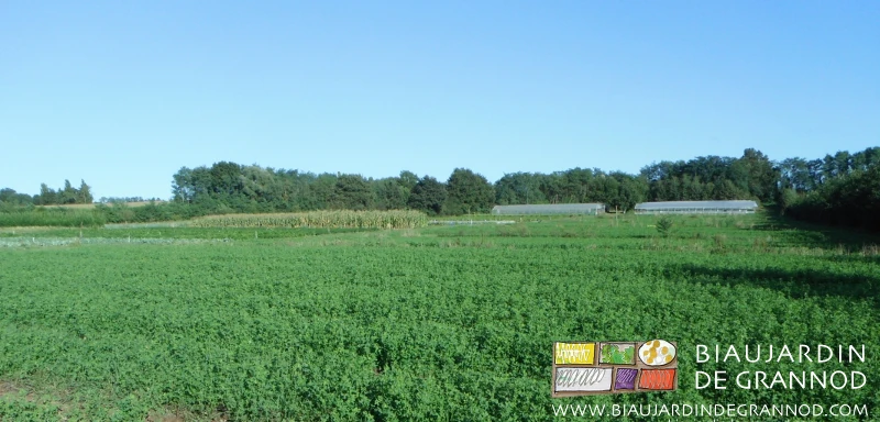 vue d'ensemble du jardin pour un tiers en engrais vert pluri-annuel