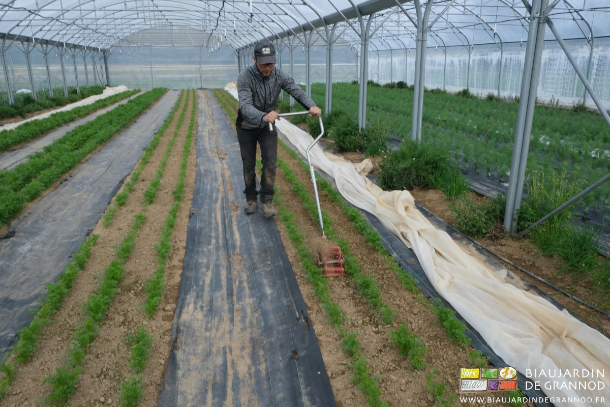 photo de Matthieu sous tunnel poussant la roue sarcleuse dans la carotte botte précoce