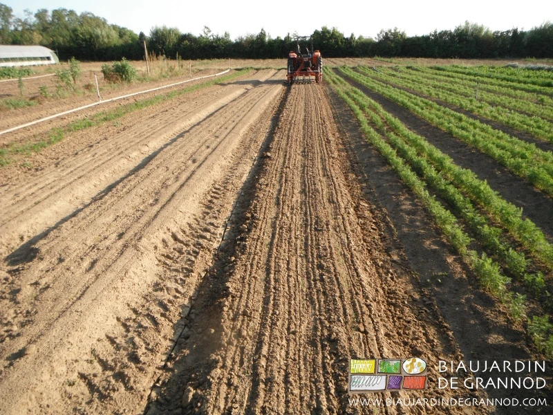 photo de binage de précision au tracteur avec la Duo dans les carottes récemment levées