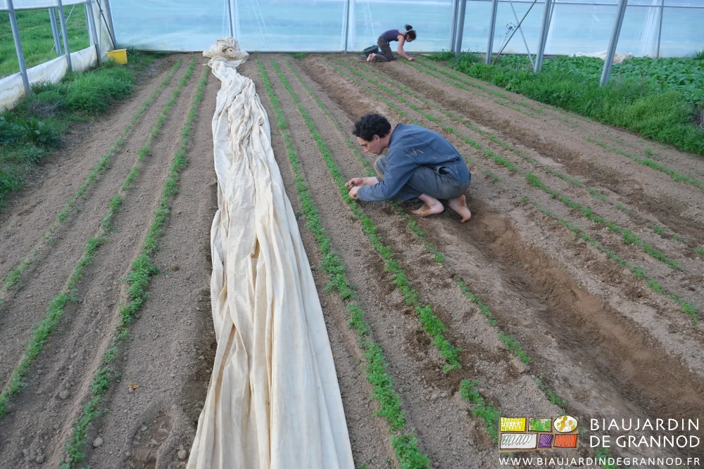 photo de Vivien et Morgan arrachant à la main les jeunes plantules d'adventice dans les carottes primeur sous tunnel