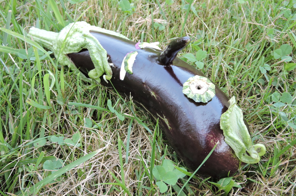 photo d'une aubergine à grand nez