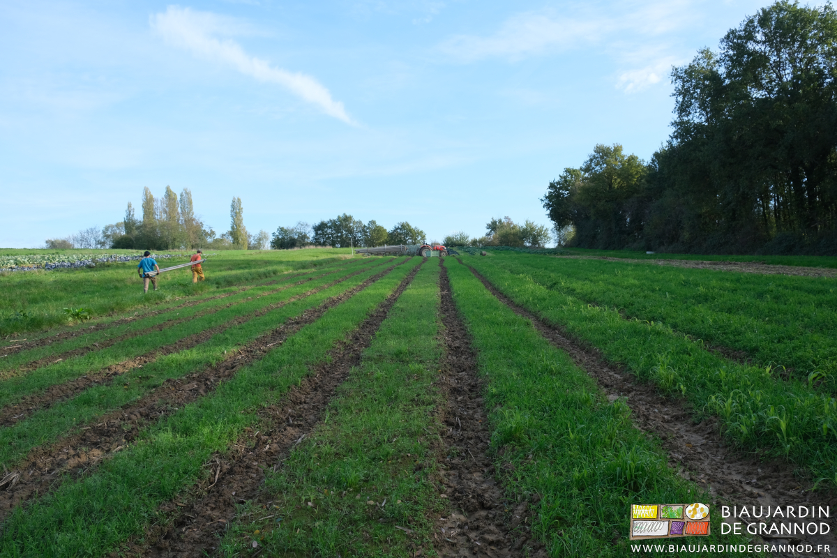 photo de la longueur des planches en engrais vert après maïs dont on range les tubes d'arrosage