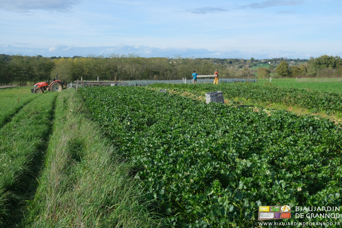 photo du transport manuel des tubes d'arrosage de 6 mètres de long en paquets, à deux