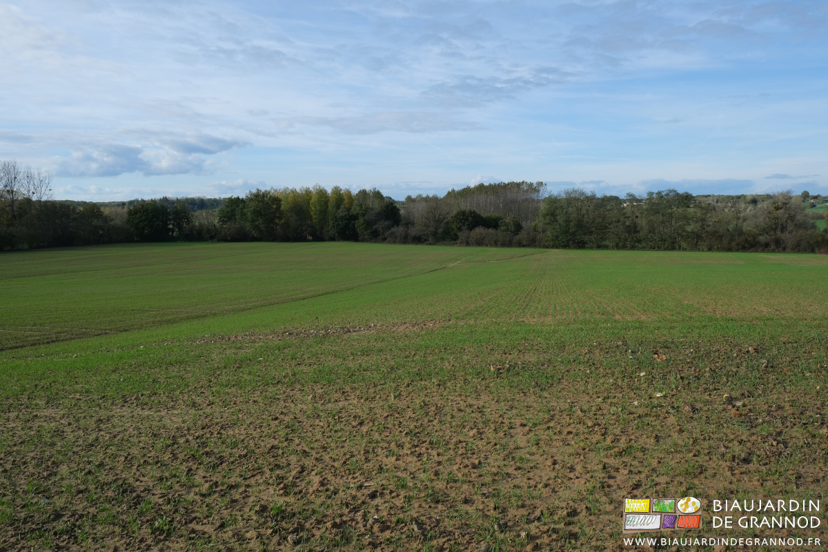 photo d'une des parcelles de céréale qui commence à couvrir le sol