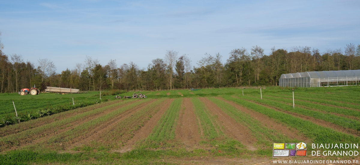 photo de planches d'engrais vert à plusieurs stades de développement avec les allées binées