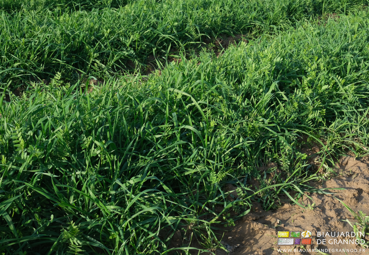 photo d'un mélange poacées fabacées montant au mollet