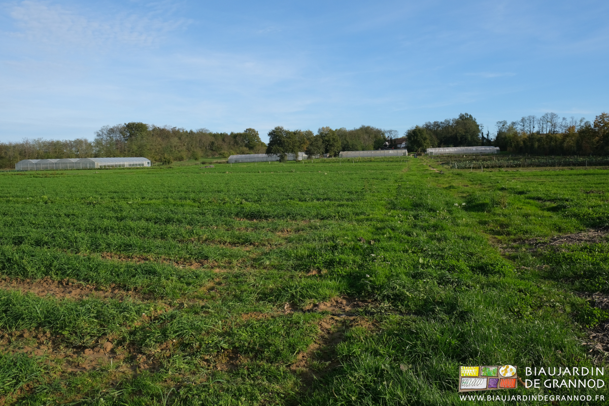 photo d'ensemble du jardin aux engrais verts omniprésents éclairés de soleil