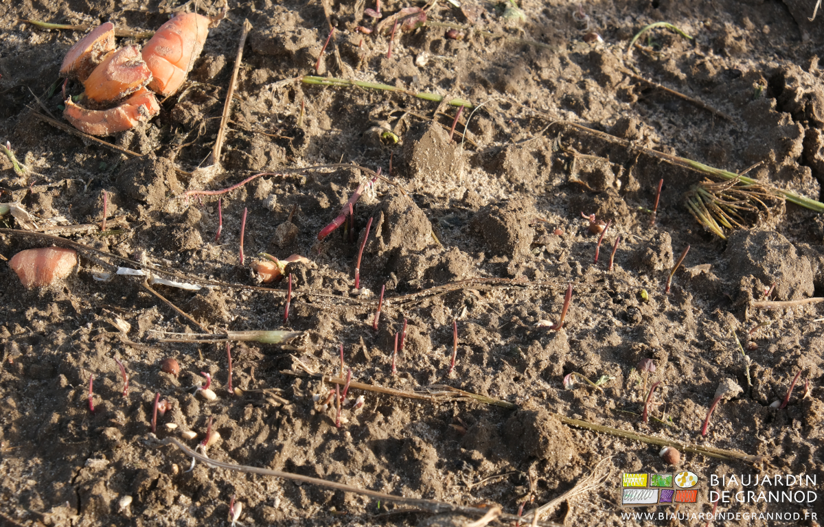 photo des pousses de seigle dans des planches de carotte dont ou trouve des morceaux