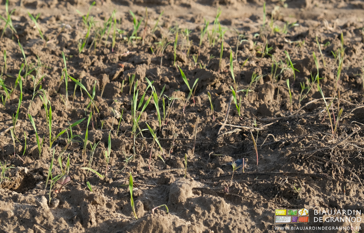 photo de seigle à deux feuilles en cours d'implantation