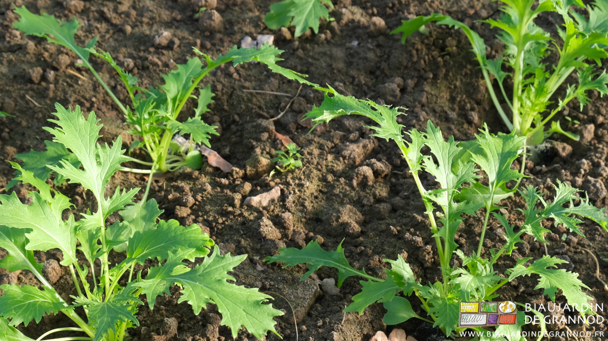 photo d'un jeune plant de mouron bien implanté entre les plants de salade