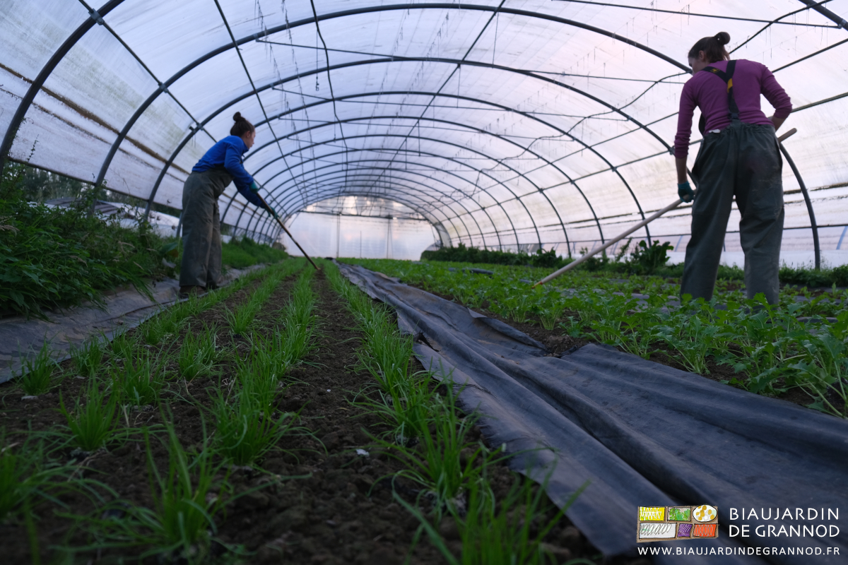photo de binage manuel dans les vieux tunnels