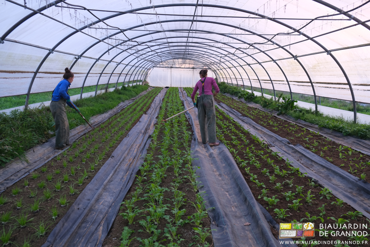 photo du tunnel en cours de binage manuel par Kim et Émilie