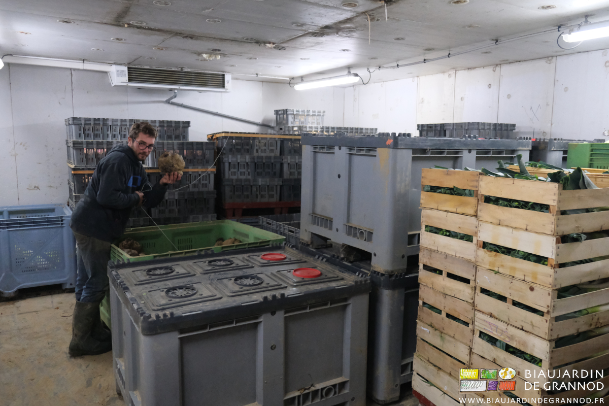 photo de Matthieu dans une chambre froide montrant une de nos énormes betteraves rouges