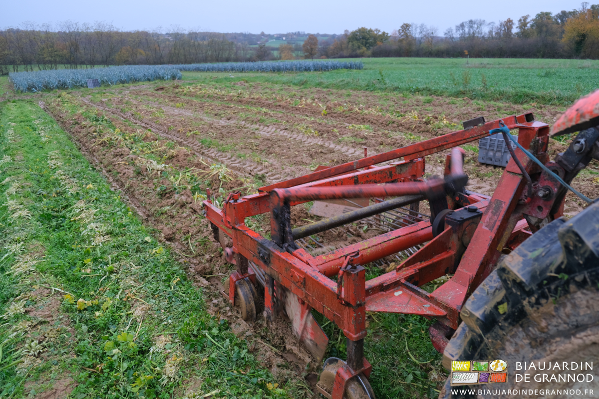 photo de l'arracheuse qui déterre le céleri dans des planches très mouillées