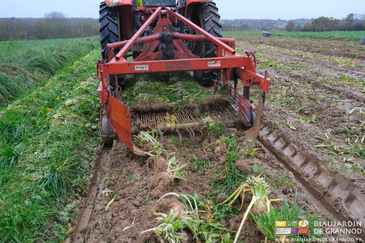 vue arrière de la machine au travail alignant les boules terreuses de céleri rave