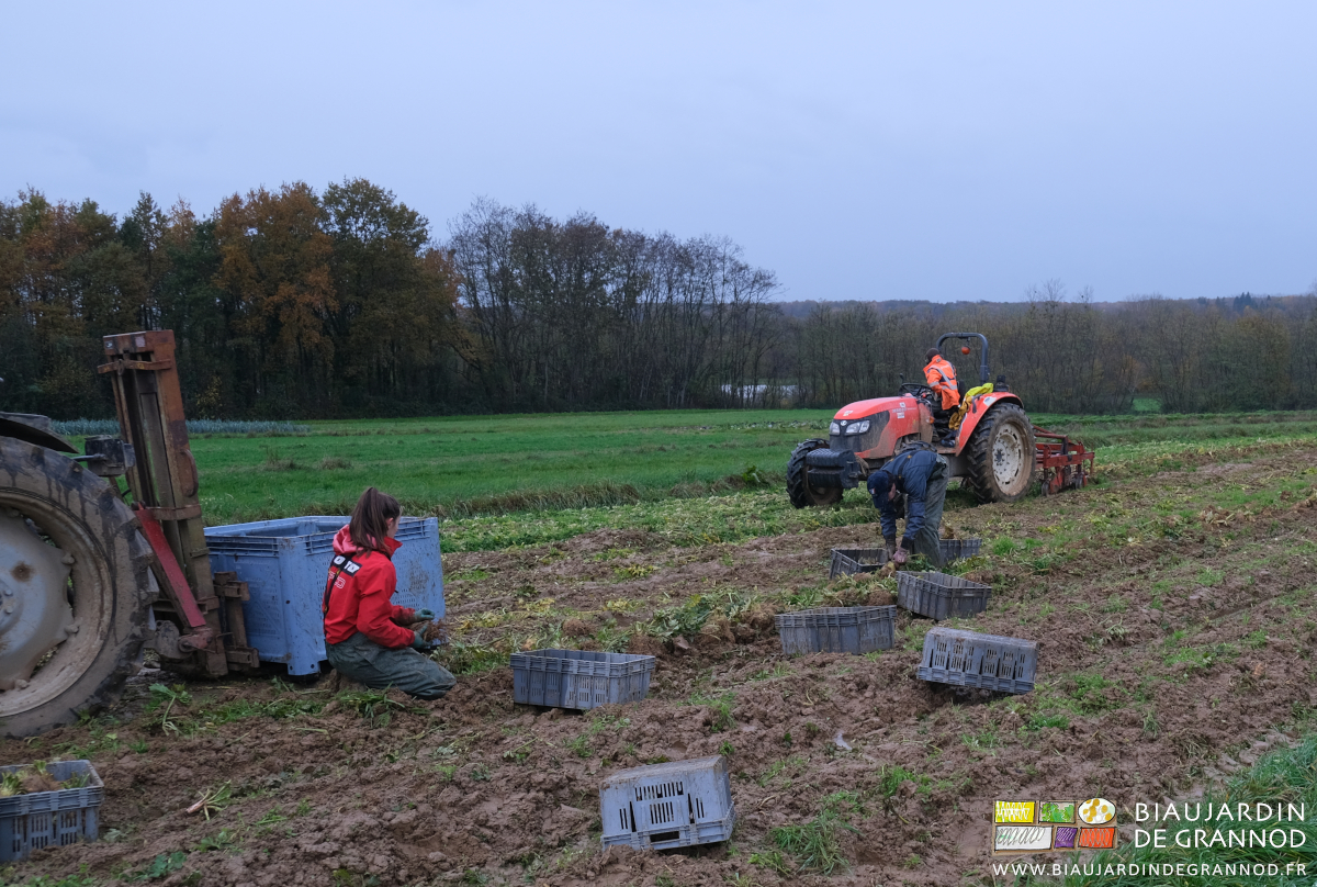 photo sous ciel pluvieux de l'arrachage mécanique et manutention manuelle du carré de céleri rave