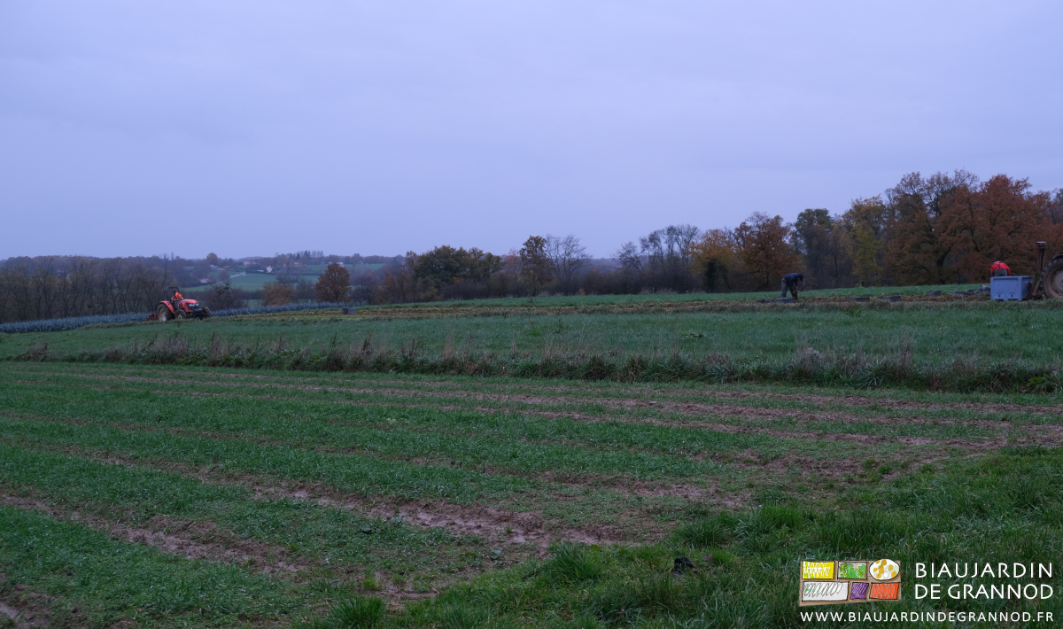 photo d'ensemble de l'équipe au travaoil sous pluie fine dans le carré de céleri
