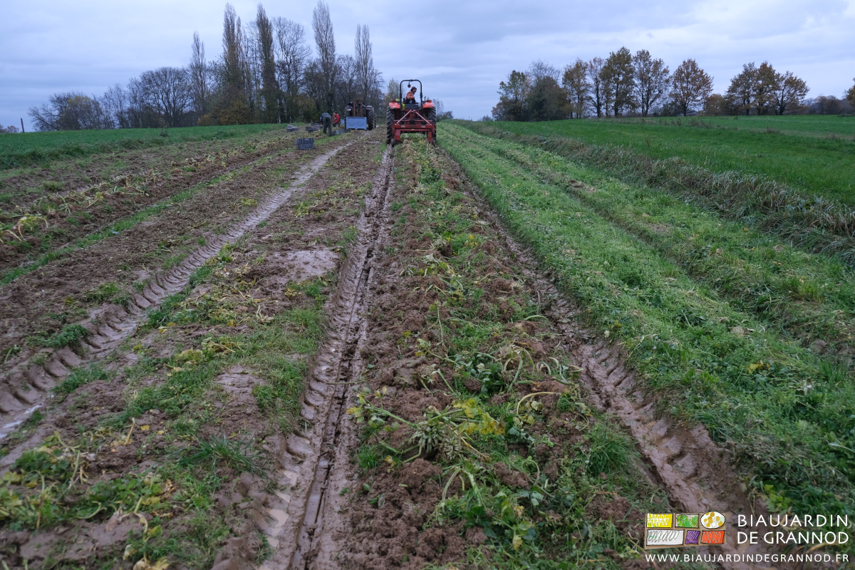 vue en enfilade de la planche en cours d'arrachage mécanique