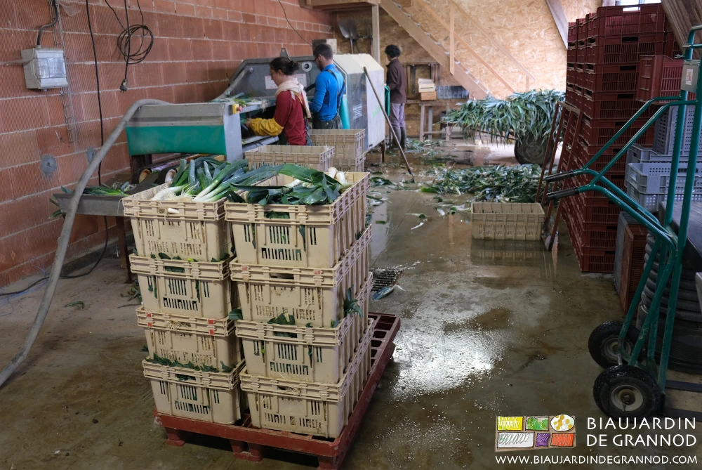 photo de l'espace et du matériel de lavage des poireaux confortable pour l'équipe