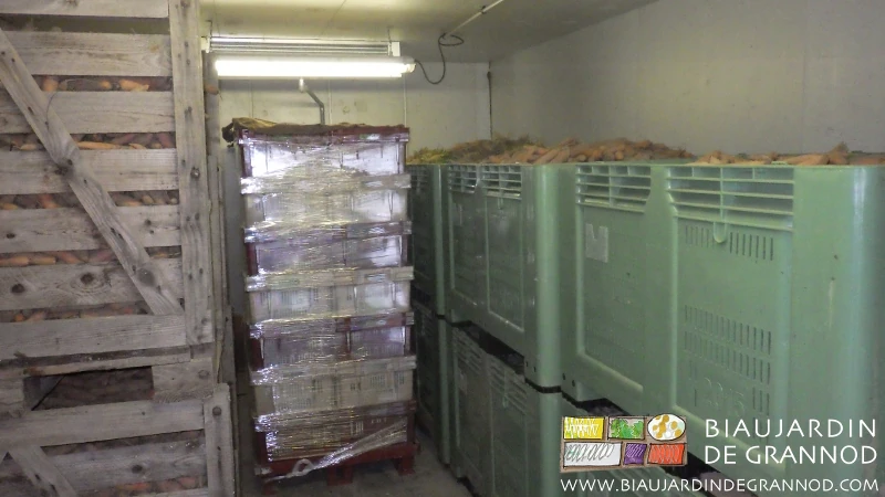 photo de la petite chambre froide remplie de palox de carotte