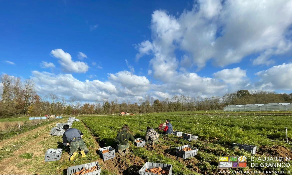 photo de l'équipe à la récolte de carotte d'hiver sous magnifique ciel bleu