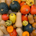 du jaune pâle au vert foncé en passant par les marron et orange, notre gamme variée de courges