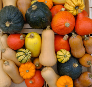 du jaune pâle au vert foncé en passant par les marron et orange, notre gamme variée de courges