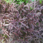 photo des feuilles très profondément dentelées du mizuna rouge au champ