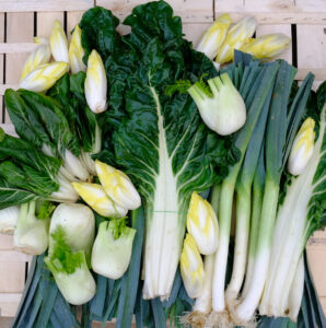 photo de bette bressane, fenouil, endive, bette italienne, poireau sur cagette bois