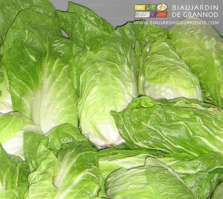 photo de pain de sucre rangées pour étiolage avant consommation