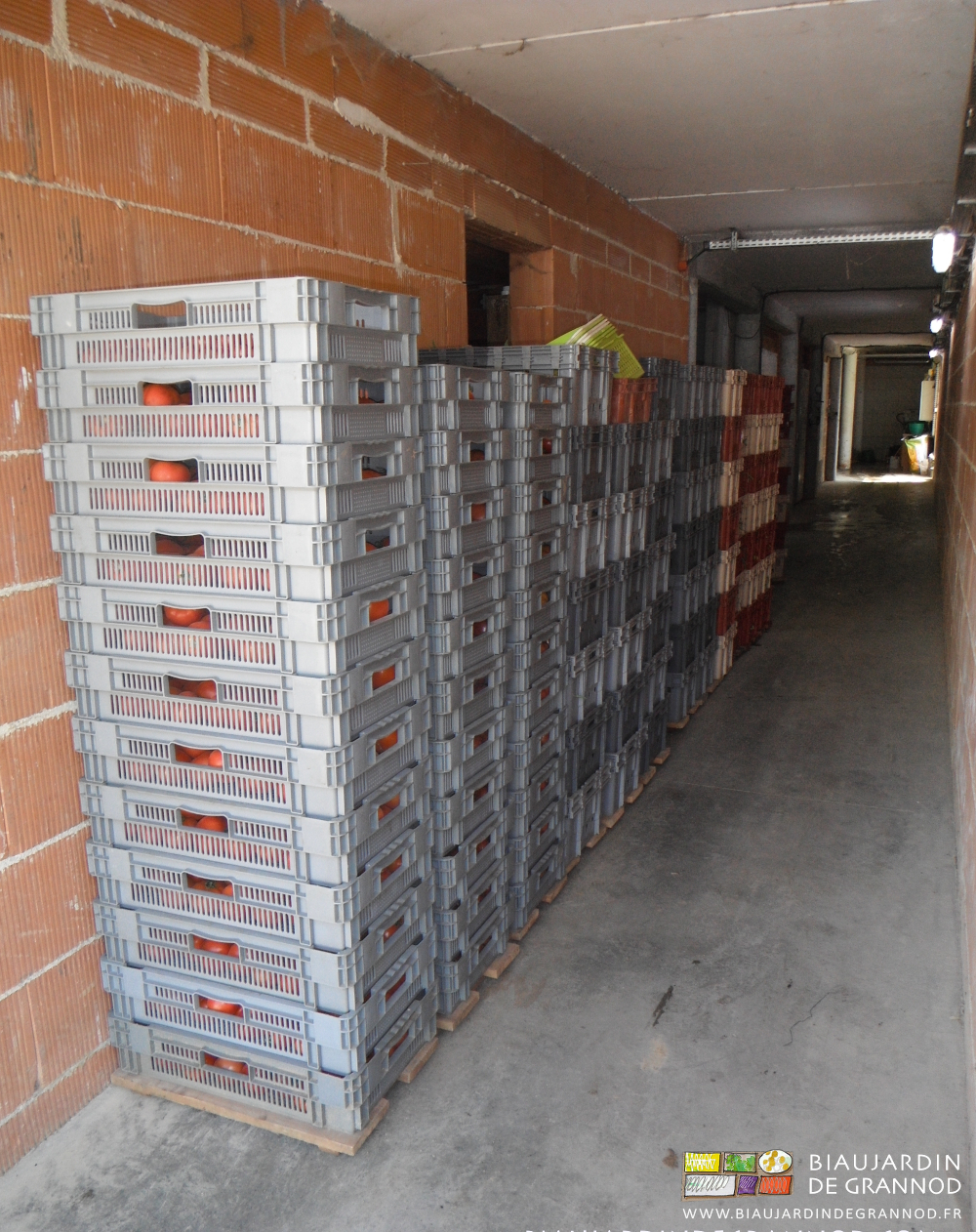 photo de piles de cagettes sur planchon et rangées à l'ombre