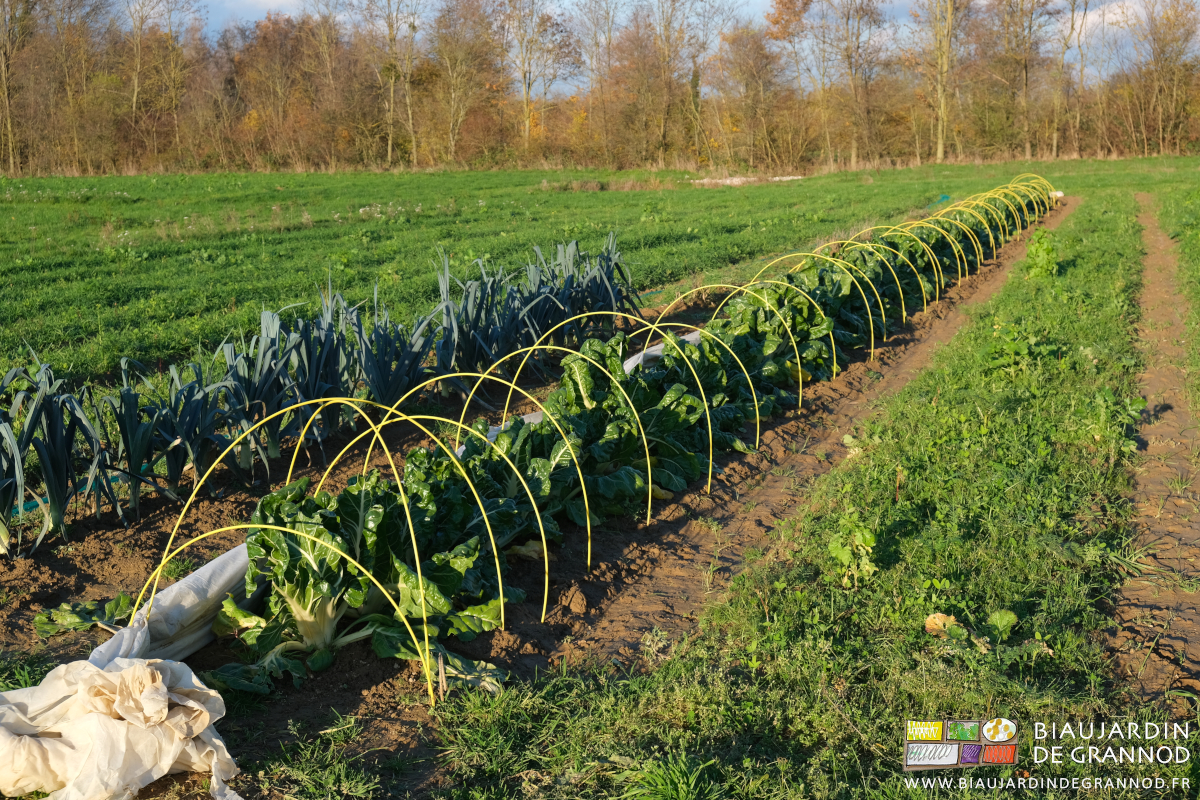 photo d'une planche de bette avec les arceaux courbés pour faire la chenille