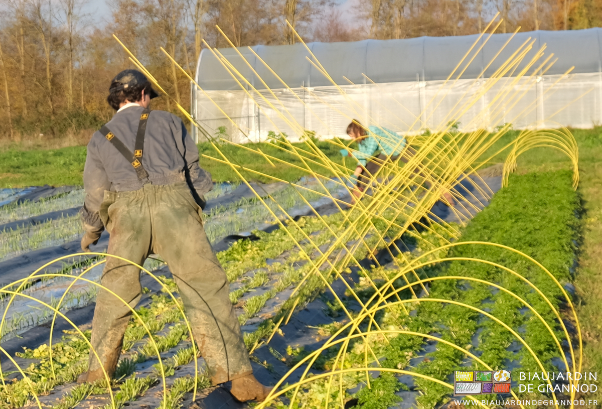 photo des arceaux fibrés encore droits piqués d'un seul coté tout au long de la planche