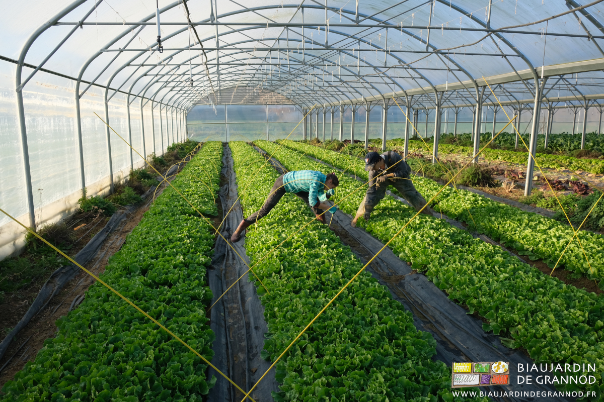 photo de l'équipe courbant et plantant les arceaux fibrés sous tunnel