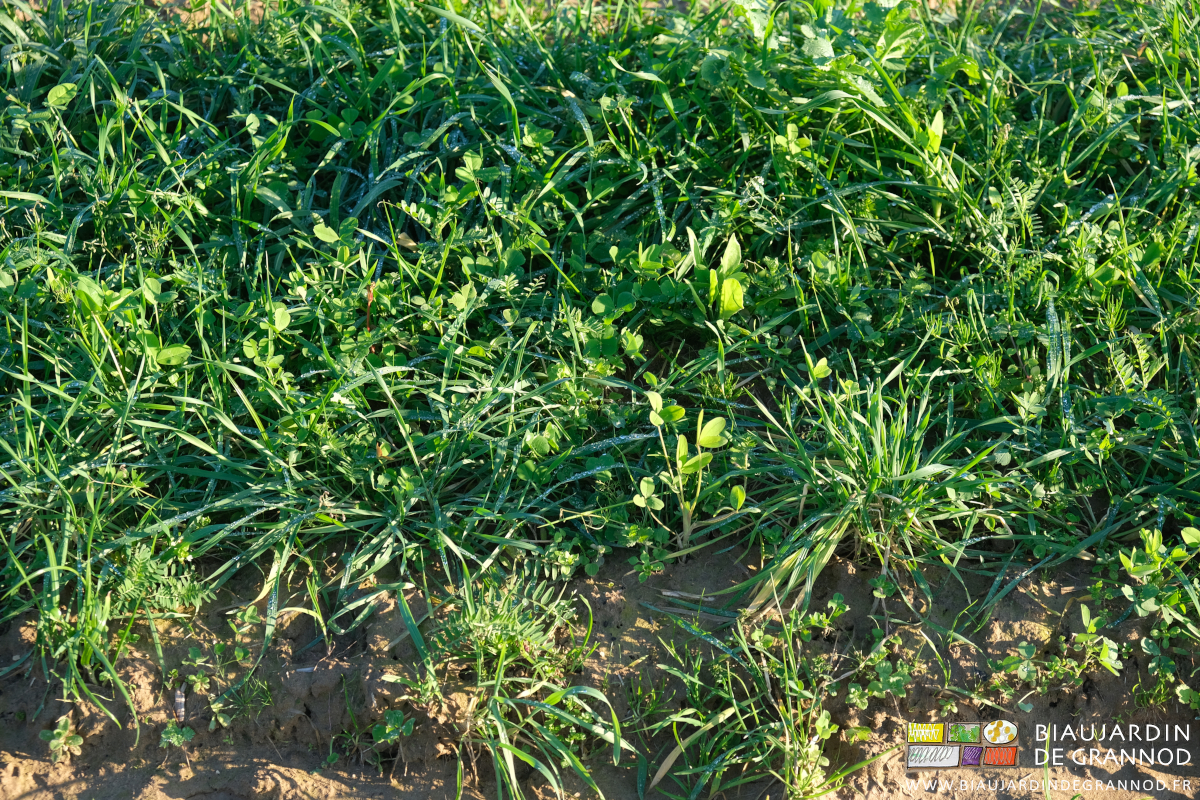 photo d'engrais vert fabacées graminées
