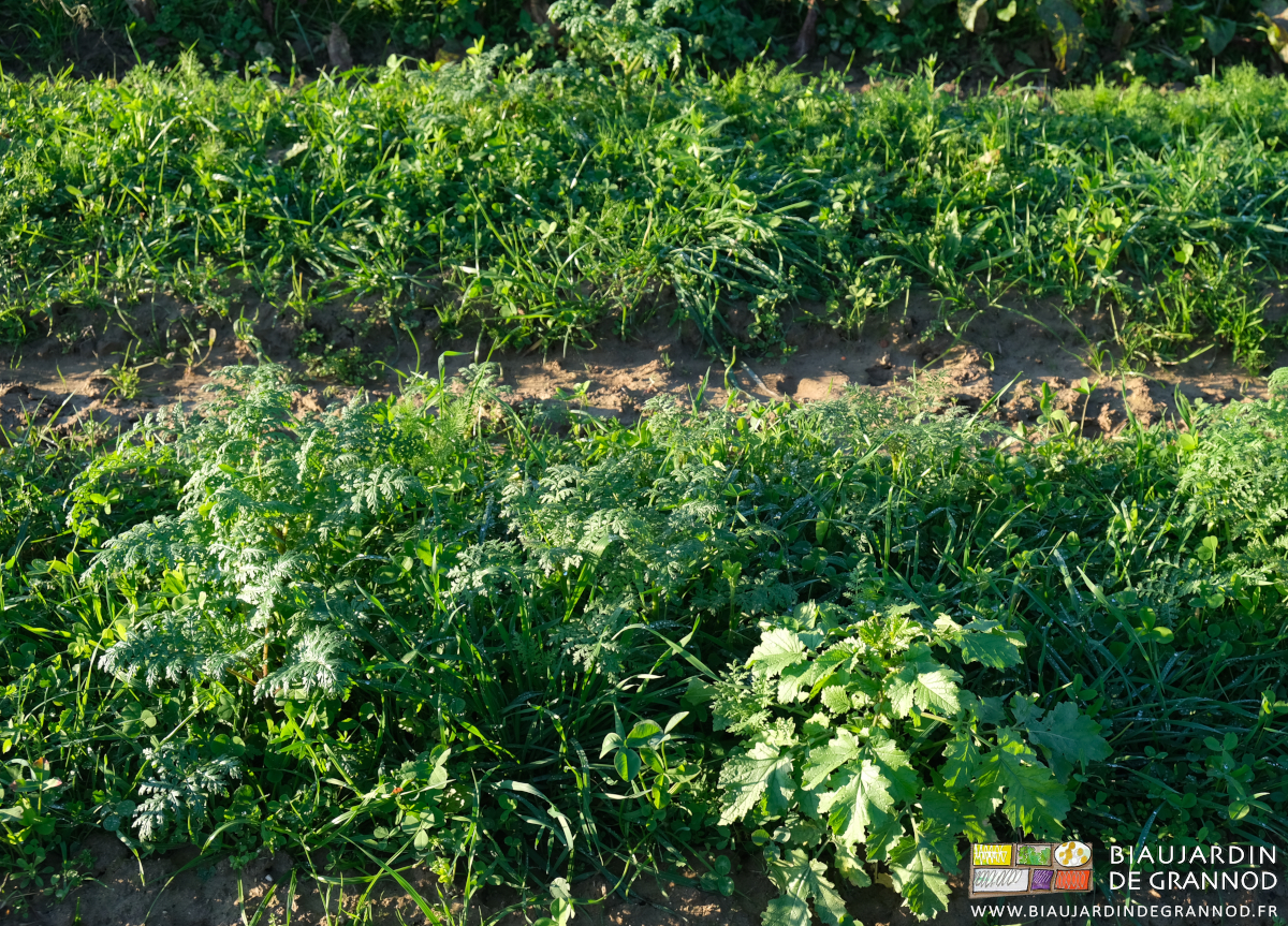 photo proche du mélange type prairie temporaire complété d'une douzaine d'autres plantes utiles aux insectes