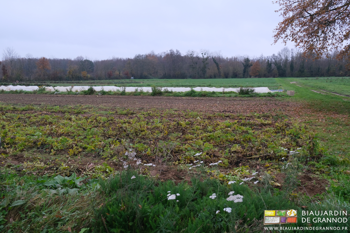 vue d'ensemble du jardin derrière une bande fleurie en partie épanouie