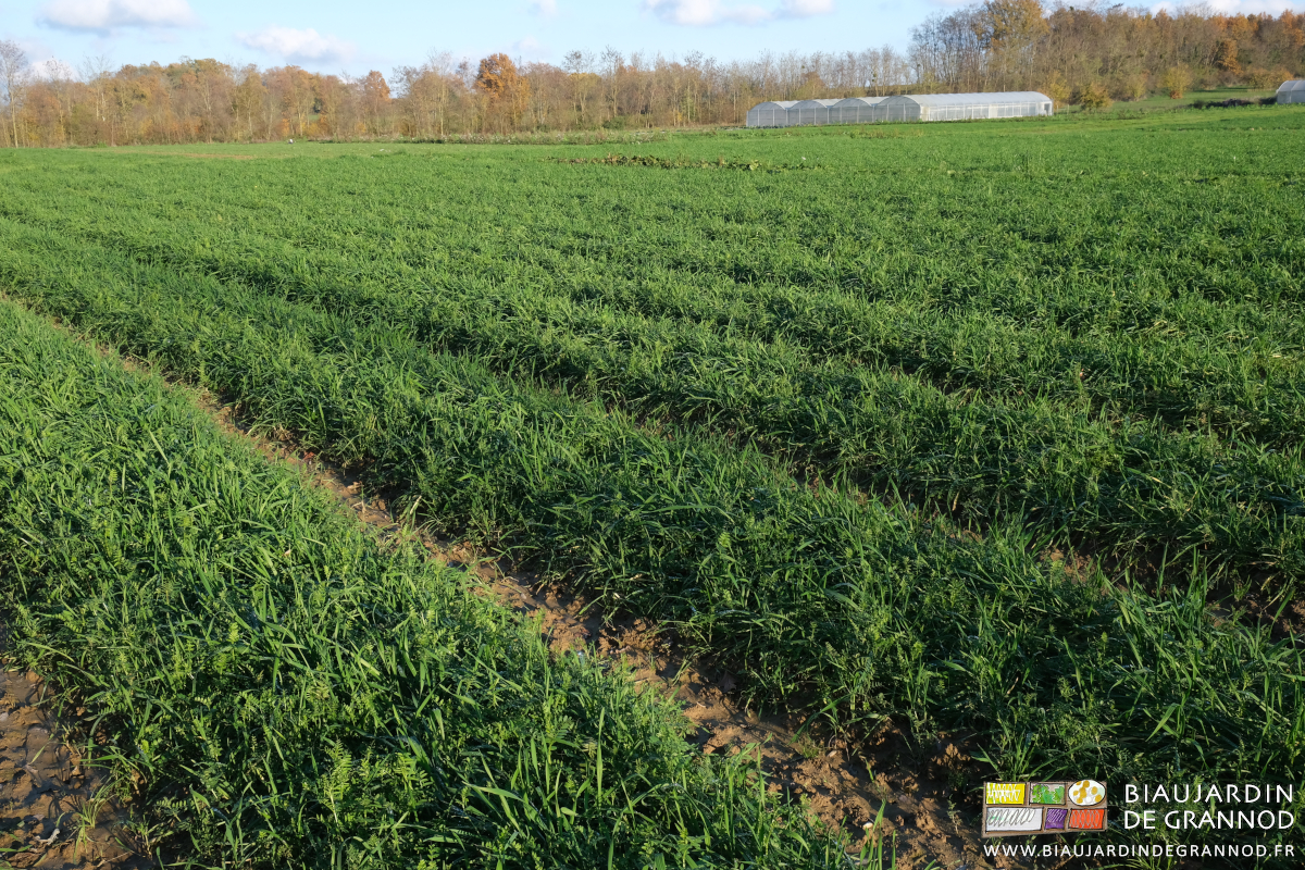photo de planches permanentes couvertes d'un engrais vert haut d'une douzaine de centimètres